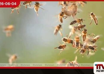 දිඹුලාගල විදුහලකට බඹරු පනියි
