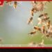 දිඹුලාගල විදුහලකට බඹරු පනියි