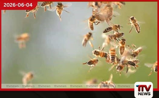 දිඹුලාගල විදුහලකට බඹරු පනියි