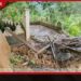 දිට්වා සුලි කුණාටුවෙන් හානි වූ කොත්මලේ නියම්ගම්දොර පුරාණ රජ මහා විහාරයේ ප්රතිසංස්කරණ කටයුතු ඇනහිටී