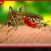 මිනිසුන්ට මෙන්ම සතුන්ටත් වැළඳෙන භයානක මැලේරියා පරපෝෂිතයෙක් ලංකාවෙන් මතු වෙයි