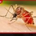 බරවා රෝගය ව්යාප්ත කරන නව පරපෝෂිතයෙක් හඳුනා ගනී