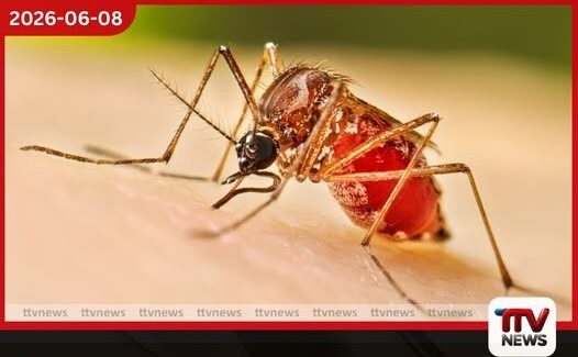 බරවා රෝගය ව්යාප්ත කරන නව පරපෝෂිතයෙක් හඳුනා ගනී