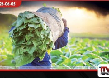 දුම්කොළ වගාව වහා තහනම් කරනු!