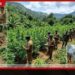 කෝටියකට අධික වටිනාකමකින් යුතු ගංජා වගාවක් වැල්ලවායේදී පොලිස් භාරයට