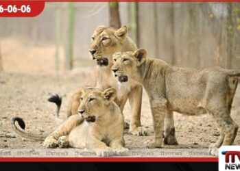 දරුණු උණුසුම හමුවේ ගුජරාටයේ ගිර් ප්රාන්තයේ දුර්ලභ ආසියාතික සිංහ පැටවුන් අටදෙනෙකුගේ ජීවිත අහිමි වෙයි!