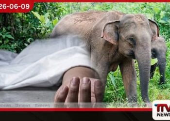 දියබෙදුම යාය 29 සහ 30 මරණ බියෙන් සලිත වෙයි වන අලි ප්‍රහාරයකින් දෙදෙනෙක් මරුට තවත් අයෙකුට බරපතළයි