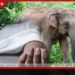 දියබෙදුම යාය 29 සහ 30 මරණ බියෙන් සලිත වෙයි වන අලි ප්රහාරයකින් දෙදෙනෙක් මරුට තවත් අයෙකුට බරපතළයි