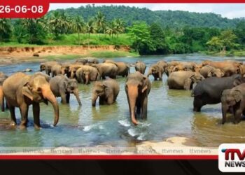 පින්නවල අලි අනාථාගාරය ජාත්යන්තර මට්ටමේ අලි පර්යේෂණ සහ අභිජනන මධ්යස්ථානයක් කිරීමට සැලසුමක්