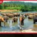 පින්නවල අලි අනාථාගාරය ජාත්යන්තර මට්ටමේ අලි පර්යේෂණ සහ අභිජනන මධ්යස්ථානයක් කිරීමට සැලසුමක්
