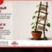 මායා බෝංචි වගා කරනවාද?