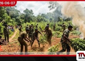 දිවයින පුරා ක්රියාත්මක රට එකට මෙහෙයුමෙන් ගංජා පැල 16,000කට අධික ප්රමාණයක් විනාශ කෙරේ