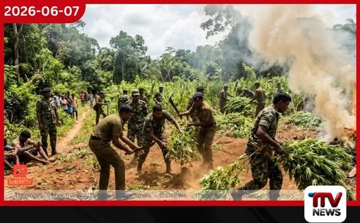 දිවයින පුරා ක්රියාත්මක රට එකට මෙහෙයුමෙන් ගංජා පැල 16,000කට අධික ප්රමාණයක් විනාශ කෙරේ