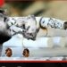 දුම්වැටි බදුකරණයේ බේබද්දා සින්ඩ්රෝමය