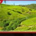 වතු සමාගම් සතු හෙක්ටයාර ලක්ෂ දෙකකට අධික භූමිය සහ වසර 53ක බදු කාලසීමාවේ වත්මන් තත්ත්වය පිළිබඳව විශේෂ අනාවරණයක්!