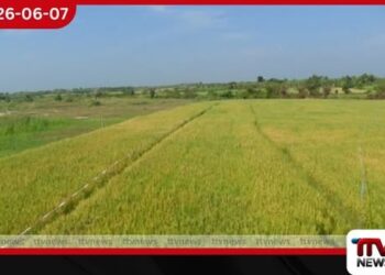 පොහොර නොමැතිව පොළොන්නරුවේ ගොයම කහ වෙලා