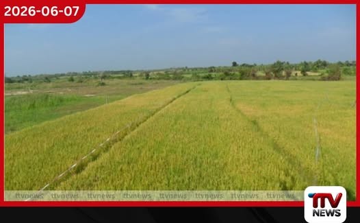 පොහොර නොමැතිව පොළොන්නරුවේ ගොයම කහ වෙලා
