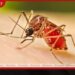 ඩෙංගු රෝගීන්ගේ ඉහළ යාමත් සමඟ හෙට සිට විශේෂ මදුරු මර්දන වැඩසටහනක්