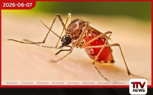 ඩෙංගු රෝගීන්ගේ ඉහළ යාමත් සමඟ හෙට සිට විශේෂ මදුරු මර්දන වැඩසටහනක්