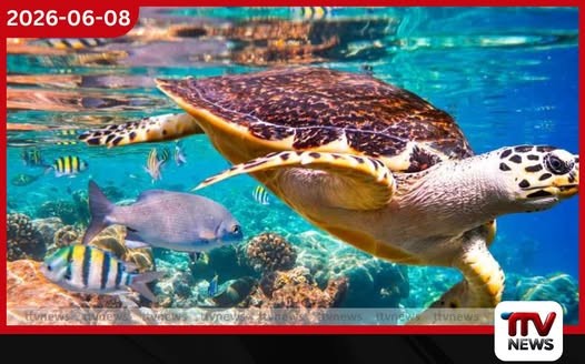 ජාත්යන්තර සාගර දිනය අදයි
