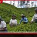 වතු කම්කරුවන් සම්බන්ධ  ඇම්නෙස්ටි ඉන්ටර්නැෂනල් වාර්තාව  රජය ප්‍රතික්ෂේප කරයි