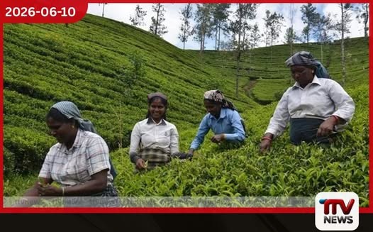 වතු කම්කරුවන් සම්බන්ධ ඇම්නෙස්ටි ඉන්ටර්නැෂනල් වාර්තාව රජය ප්රතික්ෂේප කරයි