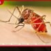 පාසල්, රජයේ ආයතන සහ ඉදිකිරීම් බිම්වල ඩෙංගු අවදානම ඉහළට