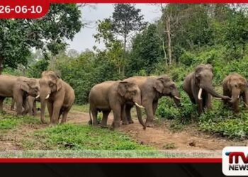 වැටහිරකන්ද අලිමංකඩ අලි ඇතුන් වෙනුවෙන් වෙන් කෙරේ අනවසර ඉදිකිරීම් ඉවත් කර නීතිමය ආරක්ෂාව දෙයි