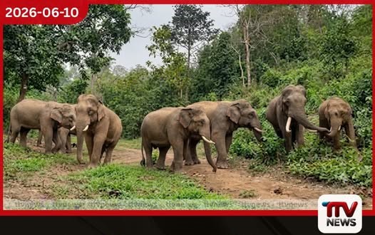වැටහිරකන්ද අලිමංකඩ අලි ඇතුන් වෙනුවෙන් වෙන් කෙරේ අනවසර ඉදිකිරීම් ඉවත් කර නීතිමය ආරක්ෂාව දෙයි