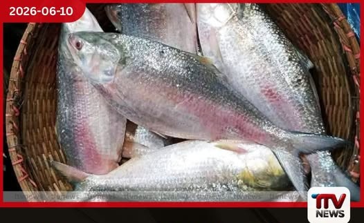 ශ්රී ලංකාවේ මාළු මිලේ හදිසි ඉහළ යාමක් නවතම මිල ගණන් මෙන්න