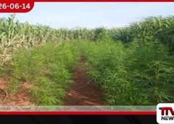 හමුදා බුද්ධි මෙහෙයුමකින් කංසා වගාවන් දෙකක් වටලයි…