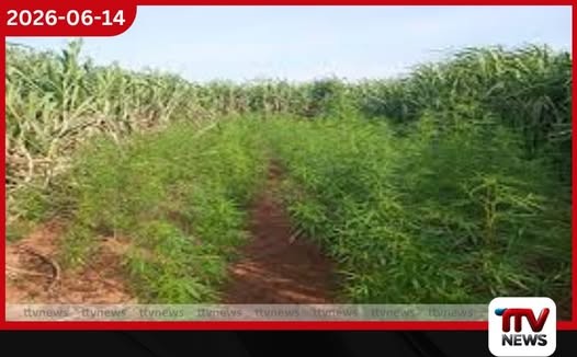හමුදා බුද්ධි මෙහෙයුමකින් කංසා වගාවන් දෙකක් වටලයි…