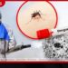 තෙදින ඩෙංගු මර්දන වැඩසටහනින් ඩෙංගු මදුරු කීටයන් සහිත පරිශ්ර 6,268ක් හඳුනාගනී