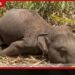 ඔක්කම්පිටිය මාලිගාවිලදී විදුලි සැර වැදී වන අලි දෙදෙනෙකු මරුට