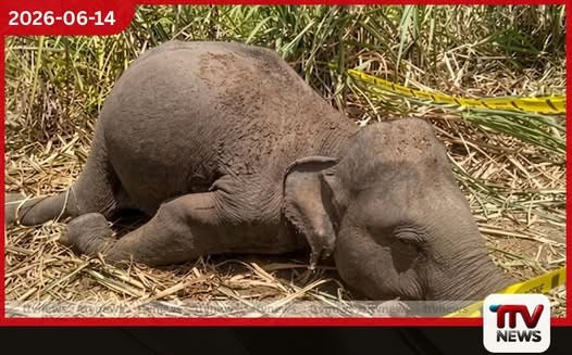ඔක්කම්පිටිය මාලිගාවිලදී විදුලි සැර වැදී වන අලි දෙදෙනෙකු මරුට
