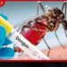 2017 ඩෙංගු මරණ ගණනට වඩා මෙම වසරේ මරණ වැඩි වෙයිද?