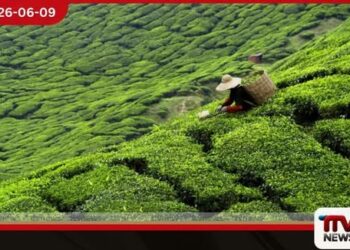 ප්‍රාදේශීය වතු සමාගම්  පෞද්ගලික සමාගම් පනත යටතේ  ලියාපදිංචි වී ඇති බැවින් රාජ්‍ය විගණනයෙන් බැහැරයි