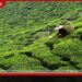 ප්රාදේශීය වතු සමාගම් පෞද්ගලික සමාගම් පනත යටතේ ලියාපදිංචි වී ඇති බැවින් රාජ්ය විගණනයෙන් බැහැරයි