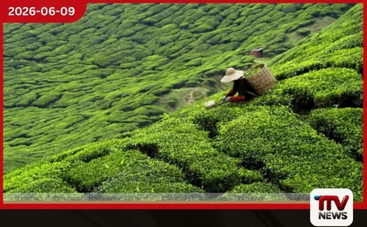 ප්රාදේශීය වතු සමාගම් පෞද්ගලික සමාගම් පනත යටතේ ලියාපදිංචි වී ඇති බැවින් රාජ්ය විගණනයෙන් බැහැරයි