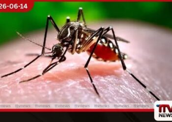 ඩෙංගු ව්‍යාප්තිය පිටුපස  නව වෛරස් ප්‍රභේදයක්