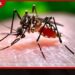 ඩෙංගු ව්යාප්තිය පිටුපස නව වෛරස් ප්රභේදයක්