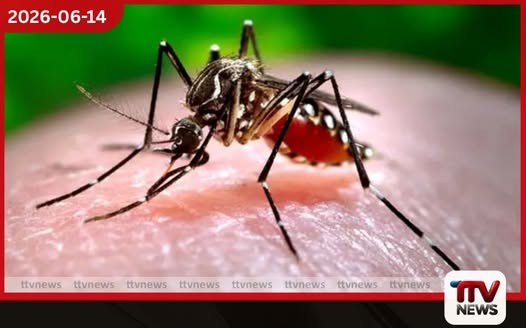ඩෙංගු ව්යාප්තිය පිටුපස නව වෛරස් ප්රභේදයක්