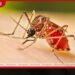 ජුනි 15 සිට ඩෙංගු මර්දන විශේෂ සතියක්