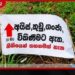 අයිස් ගංජා ඇත.. නීතියෙන් බාධා නැත..