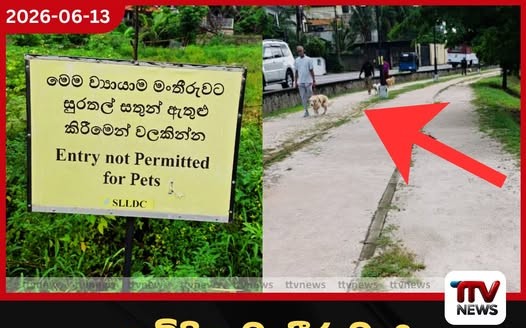 ඇවිදින මංතීරුවද? බල්ලන්ගේ ක්රීඩා පිටියද?