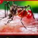ශ්රී ලංකාව තුළ ඩෙංගු වසංගත අවදානමක්