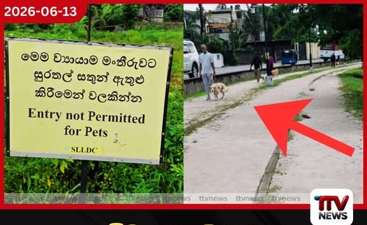 ඇවිදින මංතීරුවද? බල්ලන්ගේ ක්රීඩා පිටියද?