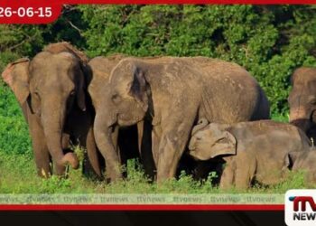 අලි-මිනිස් ගැටුම නිමා කරන්න හදපානාගල ඇතුළු ප්‍රධාන අලි කොරිඩෝ කිහිපයක් නිල වශයෙන් නිදහස් කෙරෙයි