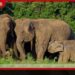 අලි-මිනිස් ගැටුම නිමා කරන්න හදපානාගල ඇතුළු ප්රධාන අලි කොරිඩෝ කිහිපයක් නිල වශයෙන් නිදහස් කෙරෙයි