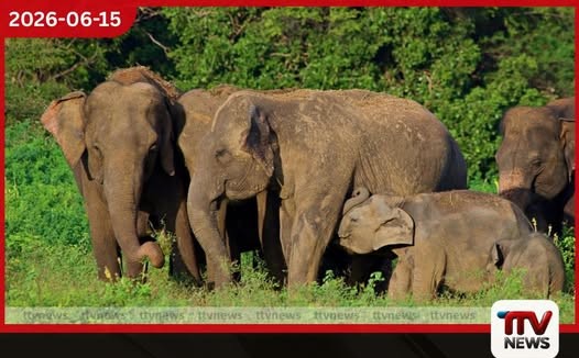 අලි-මිනිස් ගැටුම නිමා කරන්න හදපානාගල ඇතුළු ප්රධාන අලි කොරිඩෝ කිහිපයක් නිල වශයෙන් නිදහස් කෙරෙයි